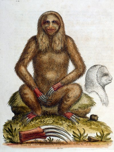 Akvarelová ilustrace lenochoda tříprstého od G. Edwardse 1758. George Edwards (1694-1773) byl britský přírodovědec a ornitolog. Hodně cestoval po Evropě, kde studoval přírodopis a zejména ptáky. Získal si určité uznání od George Edwards