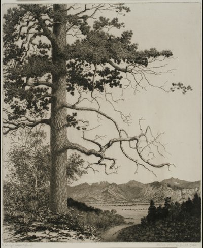 Old Pine, Estes Park od George Elbert Burr