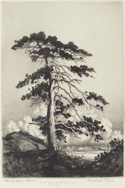 Sentinel Pine od George Elbert Burr
