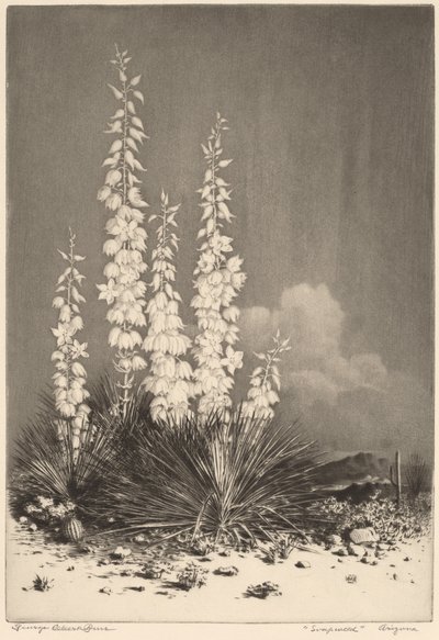 Soapweed, Arizona (č. 2) od George Elbert Burr