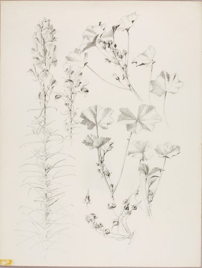 Bez názvu (botanická studie) od George Elbert Burr