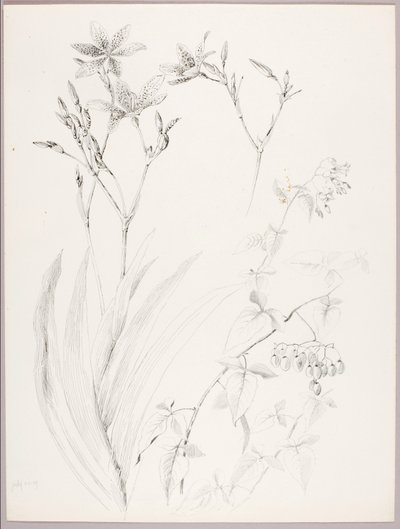 Bez názvu (botanická studie) od George Elbert Burr