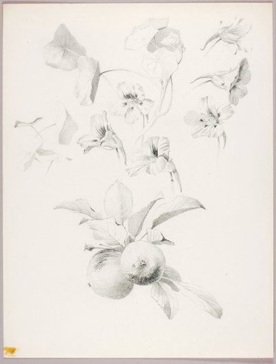 Bez názvu (botanická studie) od George Elbert Burr
