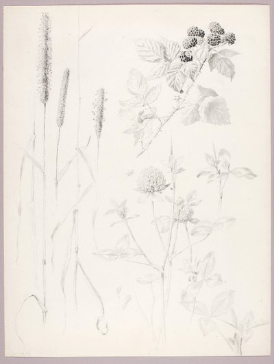 Bez názvu (Cattails, Clover, and Blackberries) od George Elbert Burr