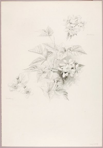Bez názvu (Dewberry and Blackberry) od George Elbert Burr