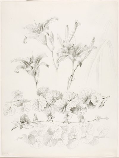 Bez názvu (Lilie a břečťan) (Glecoma Hederacea) od George Elbert Burr