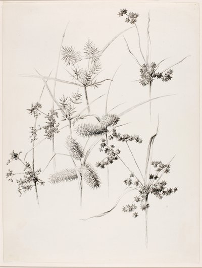Bez názvu (Ostřicové trávy) od George Elbert Burr