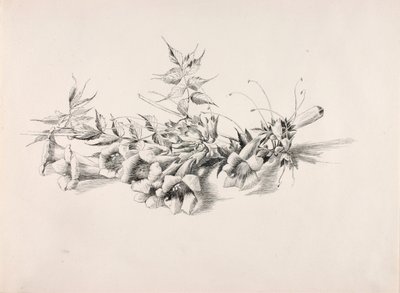 Bez názvu (Trubkovitá réva, Campsis Radicans) od George Elbert Burr