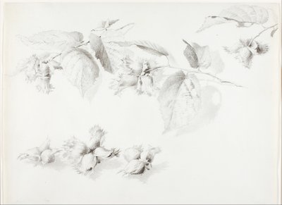 Bez názvu (Divoký lískový ořech, Corylus Americana) od George Elbert Burr