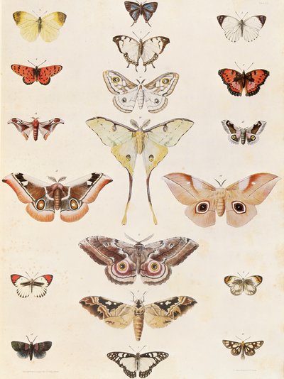 Lepidoptera z Natalu a země Zulu od George French Angas