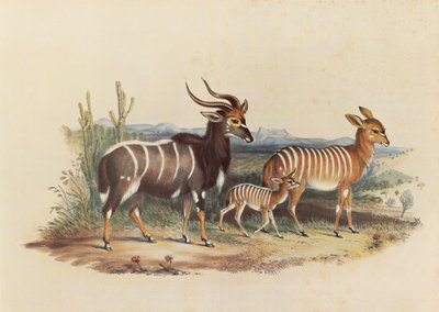Nyala od George French Angas