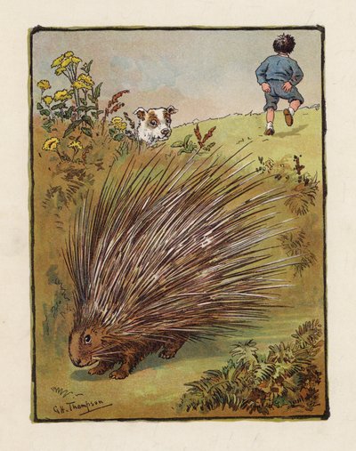 Dikobraz (barevná litografie) od George Henry Thompson