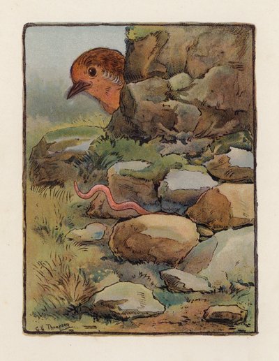 Červ (barevná litografie) od George Henry Thompson