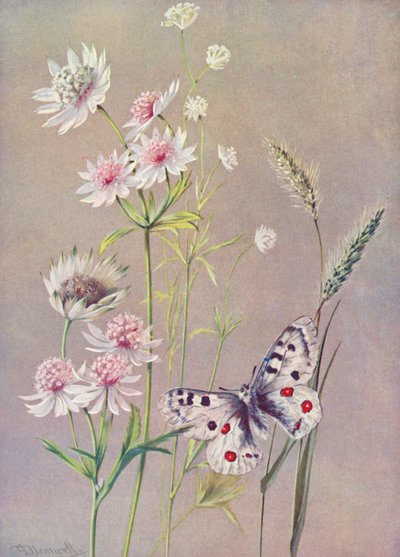 Astrantia major, A moll a motýl Apollo (barevná litografie) od George Jackson Flemwell