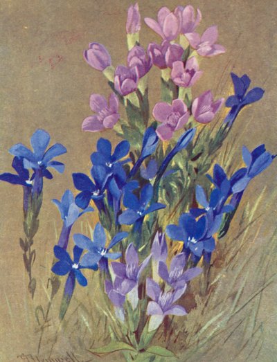 Gentiana campestris a Gentiana bavarica (barevná litografie) od George Jackson Flemwell