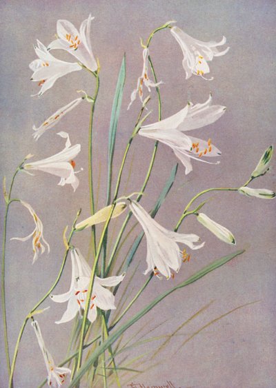 Paradisia Liliastrum, lilie rajská nebo lilie svatého Bruna (barevná litografie) od George Jackson Flemwell