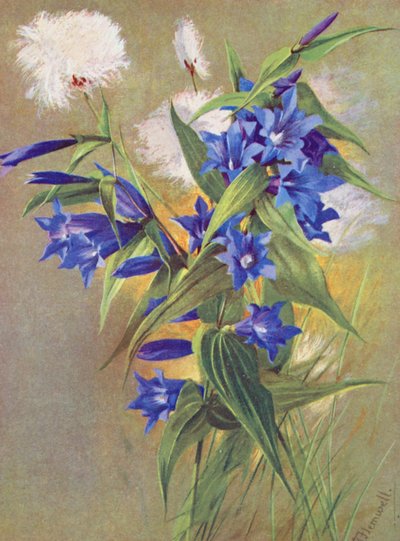 Hořec hořepník (G asclepiadea) a suchopýr alpský (Eriophorum Scheuchzeri) (barevná litografie) od George Jackson Flemwell