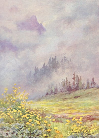 Trollius europaeus, kulovitá květina, na polích zahalených do mraků na začátku června (barevná litografie) od George Jackson Flemwell