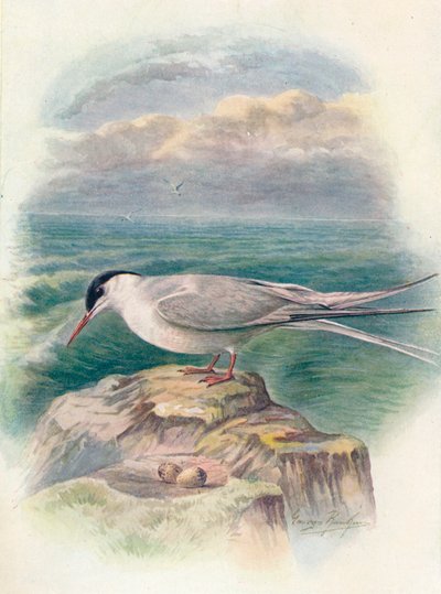 Rybák arktický - Sterna macrura, c1910, 1910 od George James Rankin