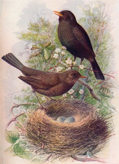Kos - Turdus merula, c1910, 1910 od George James Rankin