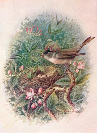 Blackcap - Sylvia atricapilla, c1910, 1910 od George James Rankin
