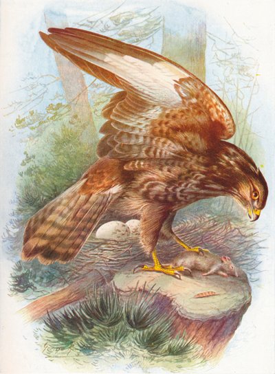 Káně lesní - Buteo vulgaris, c1910, 1910 od George James Rankin