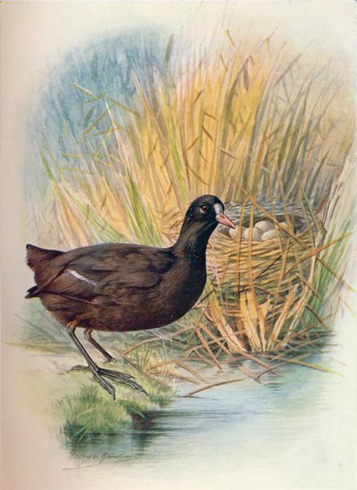 Lyska - Fulica atra, c1910, 1910 od George James Rankin