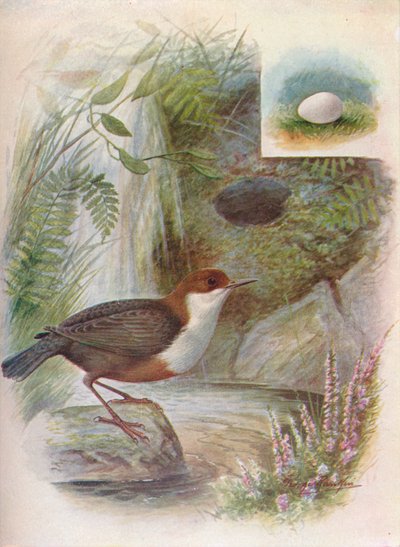 Naběračka nebo vodní oříšek - Cinclus aquaticus, c1910, 1910 od George James Rankin