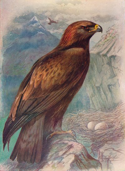 Zlatý orel - Aquila chrysaetos, c1910, 1910 od George James Rankin