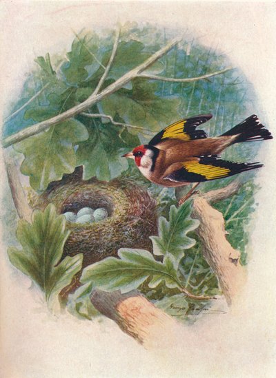Stehlík - Carduelis elegans, c1910, 1910 od George James Rankin