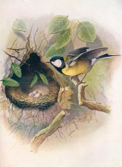 Sýkora koňadra - Parus major, c1910, 1910 od George James Rankin