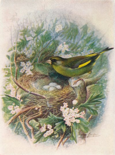 Zeleník zelený - Ligurinus chloris, c1910, 1910 od George James Rankin