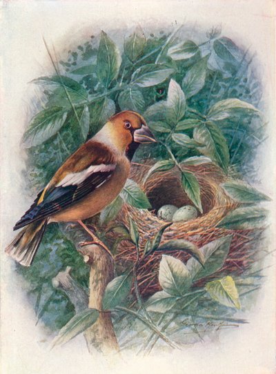 Dluh obecný - Coccothraustes vulgaris, c1910, 1910 od George James Rankin