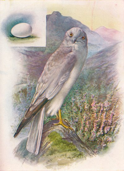 Hen-Harrier - Circus cyaneus, c1910, 1910 od George James Rankin