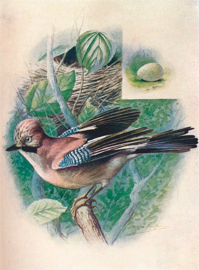 Jay- Garrulus glandarius, c1910, 1910 od George James Rankin