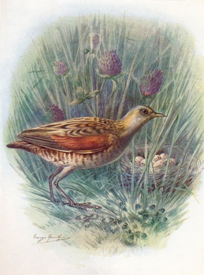 Landrail neboli chřástal polní - Crex pratensis, c1910, 1910 od George James Rankin