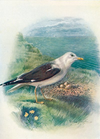 Racek malý - Larus fuscus, c1910, 1910 od George James Rankin
