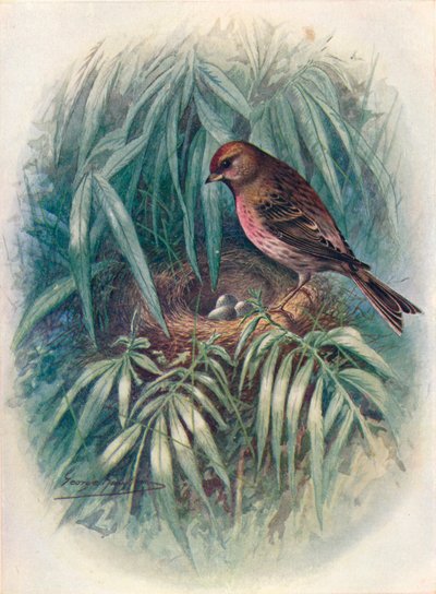 Lesser Redpoll - Linota rufescens, c1910, 1910 od George James Rankin
