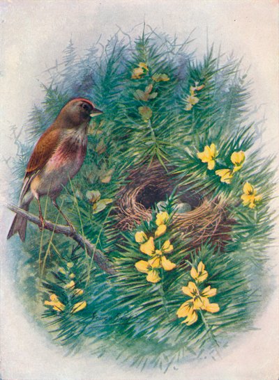Linnet - Linota cannabina, c1910, 1910 od George James Rankin