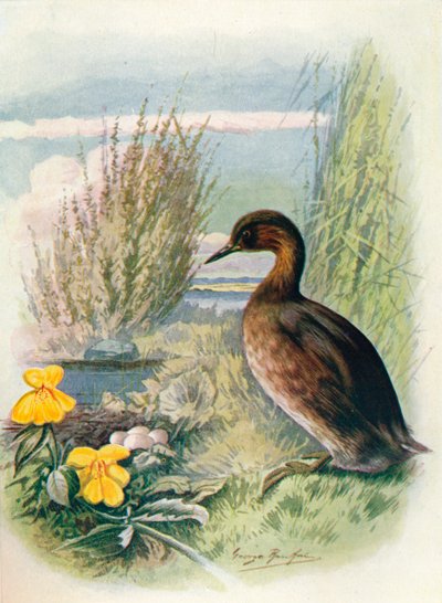 Potápka malá nebo Dabchick - Podicipes fluviatilis, c1910, 1910 od George James Rankin