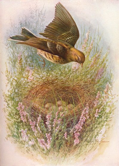 Pipit luční nebo sýkorka - Anthus pratensis, c1910, 1910 od George James Rankin