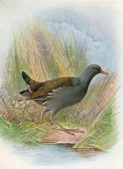 Slípka mořská nebo slípka vodní - Gallinula chloropus, c1910, 1910 od George James Rankin