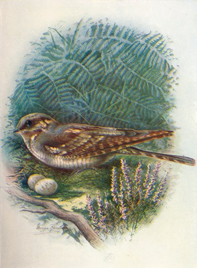 Noční sklenice nebo kozí přísavník - Caprimulgus europaeus, c1910, 1910 od George James Rankin