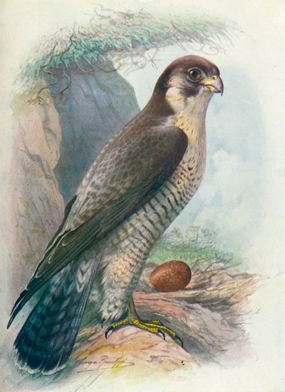 Sokol stěhovavý - Falco peregrinus, c1910, 1910 od George James Rankin