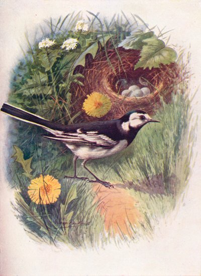 Konipas strakatý - Motacilla lugubris, c1910, 1910 od George James Rankin