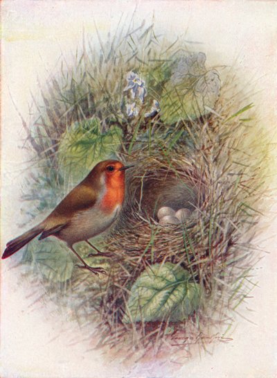 Redbreast nebo Robin - Erithacus rubecula, c1910, 1910 od George James Rankin