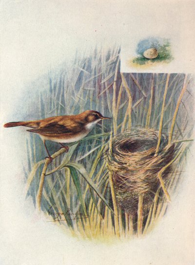Rákosník - Acrocephalus streperus, c1910, 1910 od George James Rankin