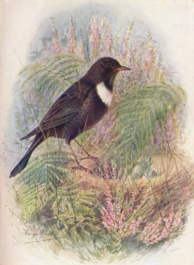 Ring-Ousel - Turdus torquatus, c1910, 1910 od George James Rankin