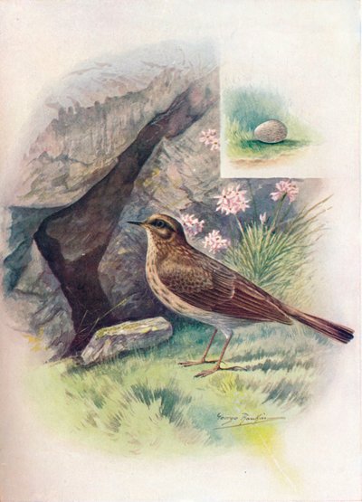 Rock-Pipit - Anthus obscurus, c1910, 1910 od George James Rankin