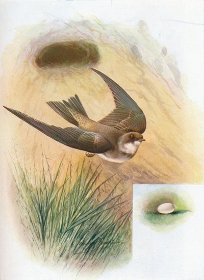 Sand-Martin - Cotile riparia, c1910, 1910 od George James Rankin